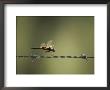 A Diplacodes Dragonfly Lands On A Piece Of Barbed Wire by Jason Edwards Limited Edition Print