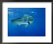 A Dolphin Fish Swims Near The Surface Of The Ocean by Brian J. Skerry Limited Edition Pricing Art Print