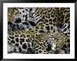 A Jaguar And Cub Relax by Steve Winter Limited Edition Print