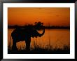 African Elephant Silhouetted In The Water At Dusk by Beverly Joubert Limited Edition Pricing Art Print