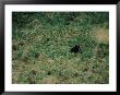 A Black Cat by Stephen Alvarez Limited Edition Pricing Art Print