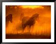 A Group Of Zebras Stand In A Dust Cloud Colored Gold By The Low Sunlight by Beverly Joubert Limited Edition Print