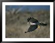 A Northern Harrier Hawk In Flight by Roy Toft Limited Edition Print