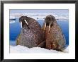 Two Atlantic Walrus Bulls Rest On Drifting Pack Ice by Paul Nicklen Limited Edition Print