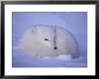 An Arctic Fox Rests In The Snow by Paul Nicklen Limited Edition Print