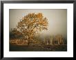 Golden Sunlit Tree In The Mist by Sisse Brimberg Limited Edition Print