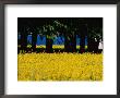 Spectacular Fields Of Yellow Wildflowers by Sisse Brimberg Limited Edition Print