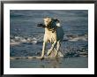 A Labrador Retriever Runs Along The Shoreline With A Stick In Its Mouth by Roy Toft Limited Edition Print