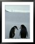 Two Chinstrap Penguins Stand On A Pebble Beach by Gordon Wiltsie Limited Edition Print