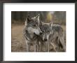 A Couple Of Gray Wolves, Canis Lupus, Stand Next To One Another by Jim And Jamie Dutcher Limited Edition Pricing Art Print