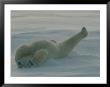 Polar Bear (Ursus Maritimus) Stretching During Nap In Snow by Norbert Rosing Limited Edition Print