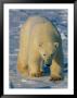 A Polar Bear Heads Across A Snowy Field by Paul Nicklen Limited Edition Print