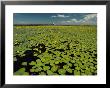 Water Lilies Cover The River In Front Of A House On The Selenga River by Bill Curtsinger Limited Edition Print