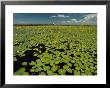 Water Lilies Cover The River In Front Of A House On The Selenga River by Bill Curtsinger Limited Edition Pricing Art Print