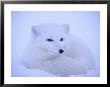 A Close View Of An Arctic Fox by Paul Nicklen Limited Edition Print