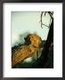 A Leopard Rests On A Large Tree Branch by Beverly Joubert Limited Edition Print
