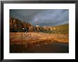 A Biker Cycles Across The Desert by Dugald Bremner Limited Edition Pricing Art Print