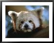 Close View Of A Red Panda by Joel Sartore Limited Edition Print