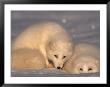 Arctic Foxes (Alopex Lagopus) by Lynn M. Stone Limited Edition Print