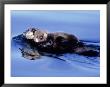 Sea Otter With Offspring by Lynn M. Stone Limited Edition Print