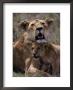 African Lion And Lion Cub, Panthera Leo by Robert Franz Limited Edition Print
