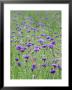 Wildflower Meadow With Cornflowers (Centaurea Cyanus) Rundale Barn by Mark Bolton Limited Edition Print