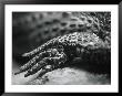Close-Up Of A Leg Of A Lizard by Henry Horenstein Limited Edition Print