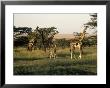 Giraffes, Masai Mara National Park, Kenya by Michele Burgess Limited Edition Print