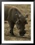 Warthog, Phacochoerus Aethiopicus by Robert Franz Limited Edition Pricing Art Print