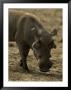 Warthog, Phacochoerus Aethiopicus by Robert Franz Limited Edition Print