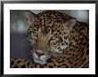 Wild Cat by Fogstock Llc Limited Edition Print