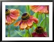 Helenium (Sahins Early) by Mark Bolton Limited Edition Pricing Art Print