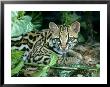 Ocelot, Felis Pardalis by James H. Robinson Limited Edition Print