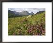 Beinn Eighe Nnr With Bell Heather, North-West Highlands, Scotland by Mark Hamblin Limited Edition Print