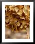 Hydrangea, Dried Flower Head, March by Susie Mccaffrey Limited Edition Print