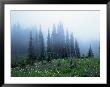 Wildflowers And Trees In Mist, Mt. Ranier National Park, Wa by Mark Windom Limited Edition Pricing Art Print