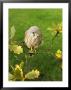 Kestrel, Male Perched In Oak Tree, Uk by David Tipling Limited Edition Print