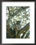 Great Horned Owl In Tree, Nm by Stan Osolinski Limited Edition Print