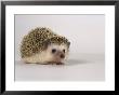 Four-Toed Hedgehog by Les Stocker Limited Edition Print