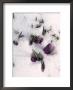 Purple Flowers In Snow by Eric Kamp Limited Edition Pricing Art Print