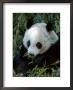 Giant Panda, Ailuropoda Melanoleuca by Robert Franz Limited Edition Pricing Art Print