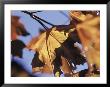 Autumn Color Of Maple Leaves, Co by Gary Conner Limited Edition Print