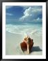 Seashell On Beach by William Swartz Limited Edition Print