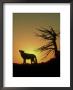 Grey Wolf, Canis Lupus Howling At Sunset Montana, Usa by Alan And Sandy Carey Limited Edition Pricing Art Print