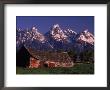 Old Barn And Cows, Tetons In Background, Wy by Bonnie Lange Limited Edition Print