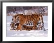 Siberian Tigers by Lynn M. Stone Limited Edition Pricing Art Print
