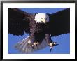 Bald Eagle Flying by Lynn M. Stone Limited Edition Print