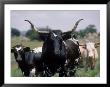 Texas Longhorn Cattle On Wildlife Refuge, Ok by Allen Russell Limited Edition Print