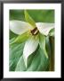 Trillium Erectum Close-Up Of Flower by Chris Burrows Limited Edition Pricing Art Print