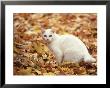 White Cat In Autumn Leaves by Rudi Von Briel Limited Edition Print